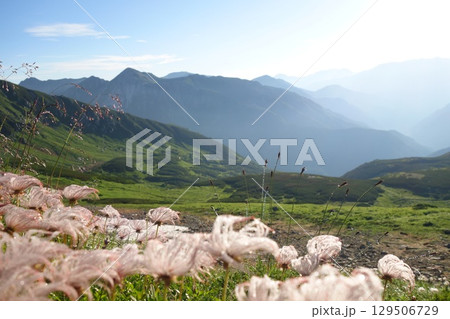 チングルマと北アルプスの山々 チングルマと北アルプスの山々 129506729