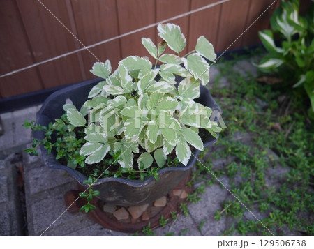 プランターに植えられたイワミツバ プランターに植えられたイワミツバ 129506738