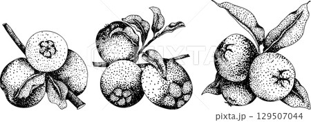 Engraving apples, for educational or botanical or food designs. 129507044