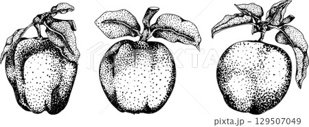 Engraving apples, for educational or botanical or food designs. Engraving apples, for educational or botanical or food designs. 129507049