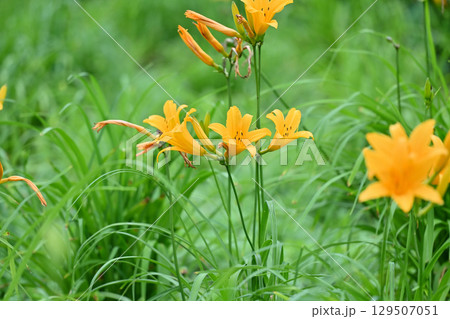 ニッコウキスゲ　（たんばらラベンダーパーク） 129507051