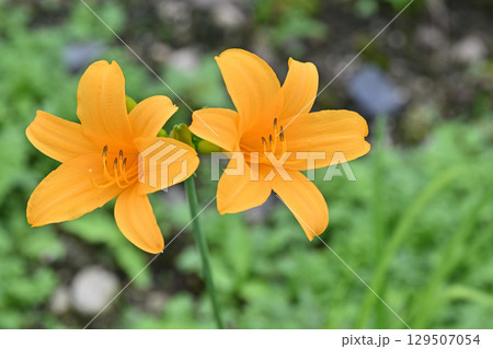 ニッコウキスゲ (たんばらラベンダーパーク) ニッコウキスゲ (たんばらラベンダーパーク) 129507054