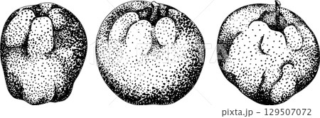 Engraving apples, for educational or botanical or food designs. 129507072