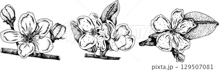 Engraving apples, for educational or botanical or food designs. 129507081