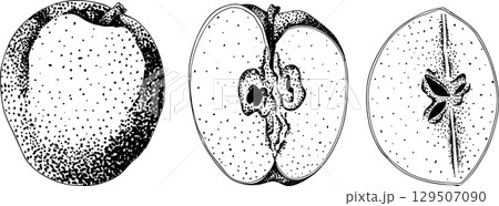 Engraving apples, for educational or botanical or food designs. Engraving apples, for educational or botanical or food designs. 129507090
