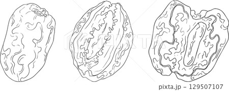 Detailed line vector art of dates. Ideal for food, culinary, coloring pages 129507107