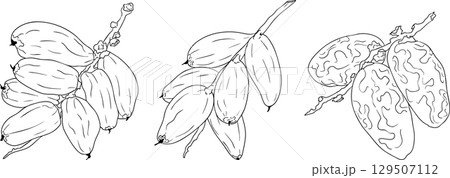 Detailed line vector art of dates. Ideal for food, culinary, coloring pages 129507112