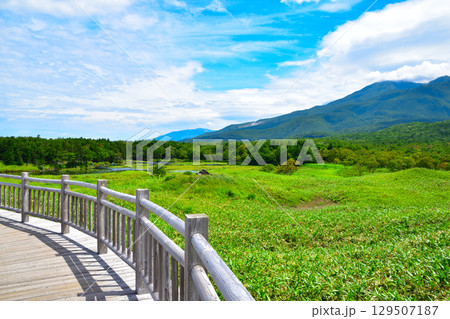 知床五湖 高架木道 知床五湖 高架木道 129507187