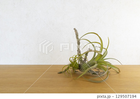 机の上に置かれた観葉植物 机の上に置かれた観葉植物 129507194