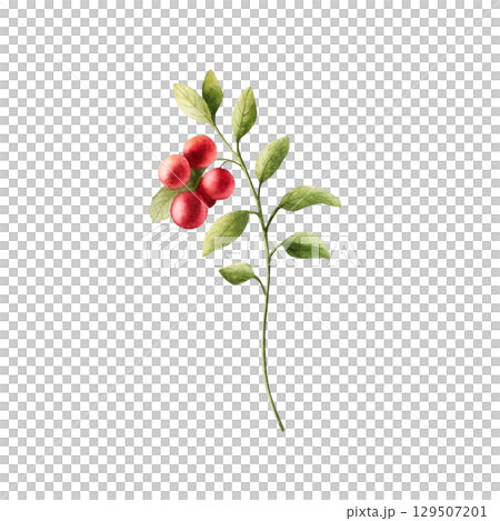 Watercolor Cranberry, lingonberry with green leaves. Botanical red ripe berries hand drawn isolated illustration ideal for seasonal, forest, or nature-themed designs. Rustic foliage perfect for fall 129507201