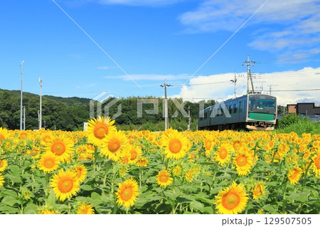 烏山線「小塙駅付近のひまわり畑と列車」 129507505