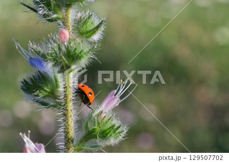 hidden ladybug on summer plant hidden ladybug on summer plant 129507702