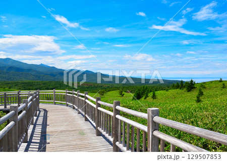知床五湖　高架木道　 129507853