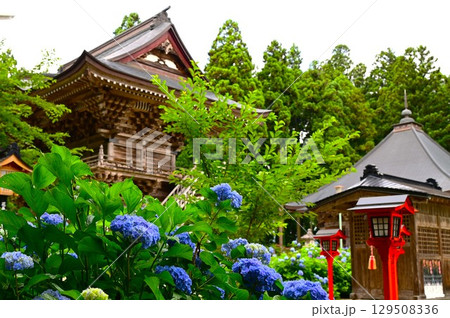 アジサイが満開 音羽山 清水寺 アジサイが満開 音羽山 清水寺 129508336