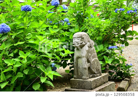 アジサイが満開 音羽山 清水寺 129508358