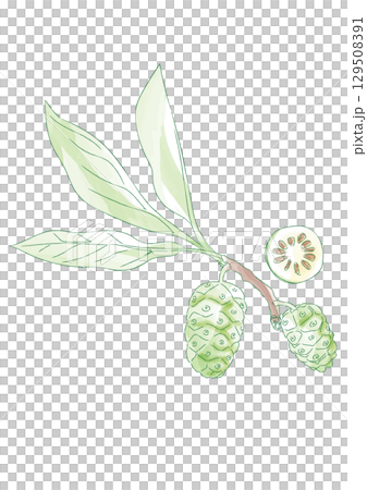 Watercolor illustration of noni fruit Watercolor illustration of noni fruit 129508391