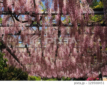 阿智神社　阿智の藤　藤見の会 129508451