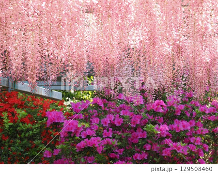 阿智神社 阿智の藤 藤見の会 阿智神社 阿智の藤 藤見の会 129508460