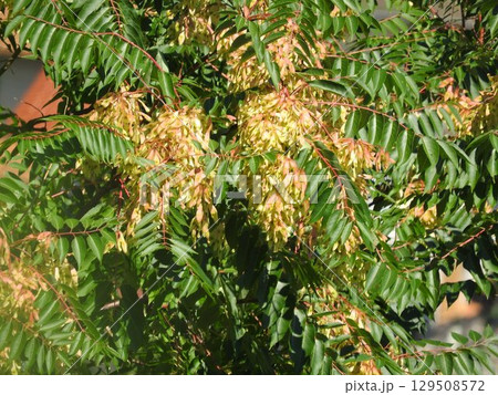 「ニワウルシ」の実 「ニワウルシ」の実 129508572