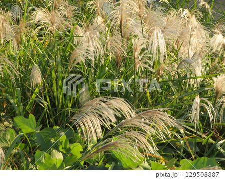 ススキ 129508887