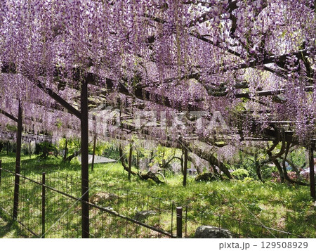 正法寺の藤 正法寺の藤 129508929