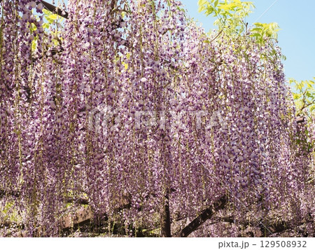 正法寺の藤 正法寺の藤 129508932