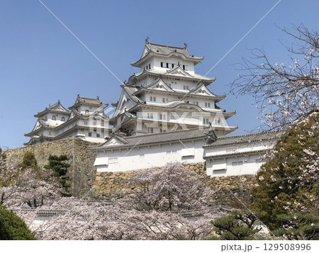 桜の季節の姫路城 桜の季節の姫路城 129508996