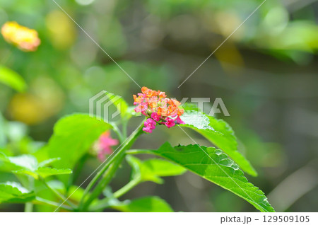 Lantana camara L, Cloth of gold or Hedge flower or Lantana or Weeping lantana or White sage or VERBENACEAE or pink flower 129509105