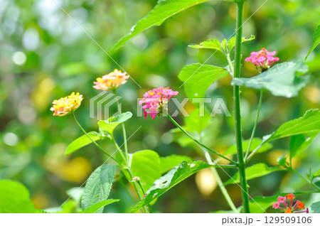 Lantana camara L, Cloth of gold or Hedge flower or Lantana or Weeping lantana or White sage or VERBENACEAE or pink flower 129509106