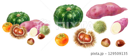 秋の味覚：カボチャ、柿、栗、さつまいも、の水彩イラスト。集合のイラストと構成要素のアソート。 129509135