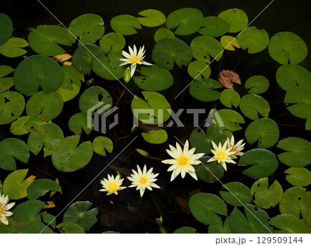 日差しの中のスイレン(黄色い睡蓮) 日差しの中のスイレン(黄色い睡蓮) 129509144