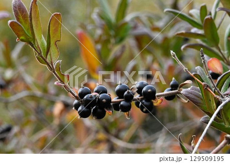枝についた黒色の果実が並んだ姿が綺麗なスイカズラ 枝についた黒色の果実が並んだ姿が綺麗なスイカズラ 129509195