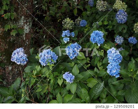 群生するブルーのアジサイ(道端の青と緑色の紫陽花) 群生するブルーのアジサイ(道端の青と緑色の紫陽花) 129509201