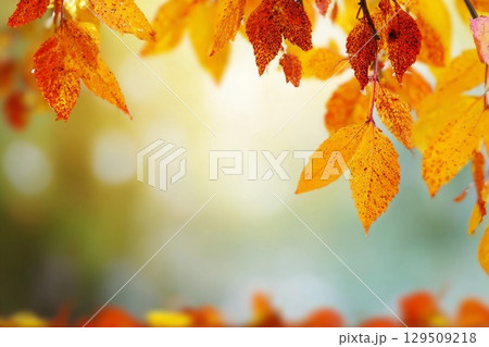 autumn background 129509218