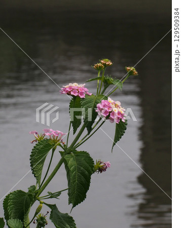 ピンクと黄色のランタナの花(江ノ口川岸のカラフルな七変化) ピンクと黄色のランタナの花(江ノ口川岸のカラフルな七変化) 129509384