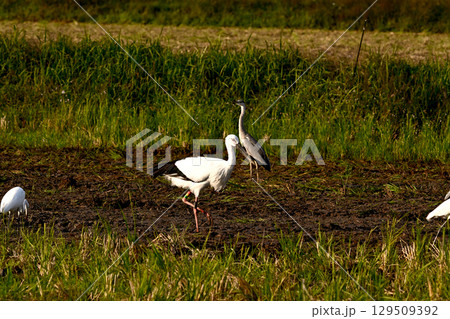 コウノトリの郷公園 129509392