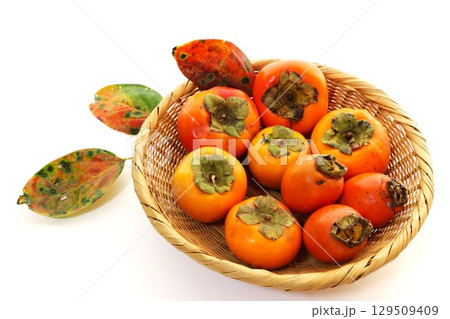 ざるの上の筆柿、富有柿、次郎柿　白背景 129509409