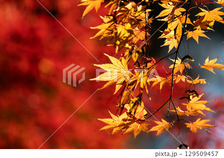 国営武蔵丘陵森林公園の紅葉 国営武蔵丘陵森林公園の紅葉 129509457