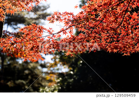 国営武蔵丘陵森林公園の紅葉 129509459