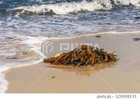 Close-up seaweed rests on sandy shore 129509533