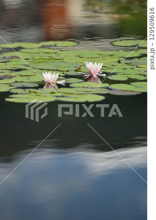 水面に浮かぶ睡蓮の花 水面に浮かぶ睡蓮の花 129509616