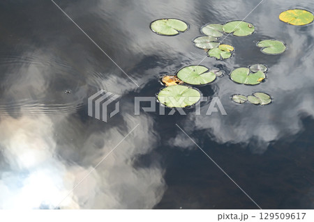 水面に浮かぶ蓮の葉 水面に浮かぶ蓮の葉 129509617