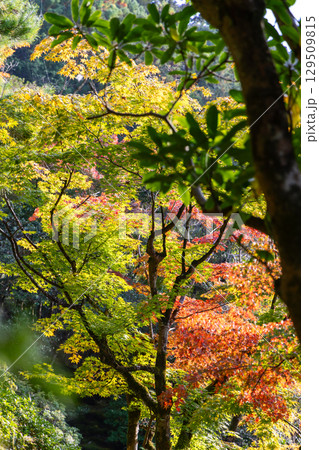 Colorful foliage of Japanese maples captured in park during autumn 129509815