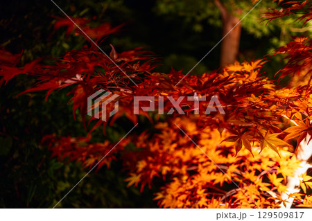 Bright red and orange leaves of Japanese maple branch glowing under artificial night lighting Bright red and orange leaves of Japanese maple branch glowing under artificial night lighting 129509817