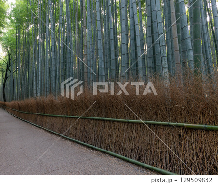 Side view of Arashiyama Bamboo Grove in Kyoto, Japan with a dense hedge of dry stalks bordering Side view of Arashiyama Bamboo Grove in Kyoto, Japan with a dense hedge of dry stalks bordering 129509832