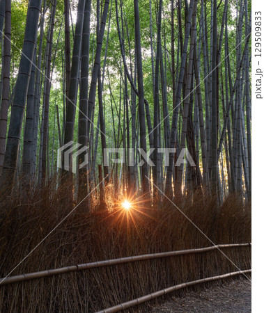 Vertical photo from Arashiyama Bamboo Grove in Kyoto, Japan captures the rare moment 129509833