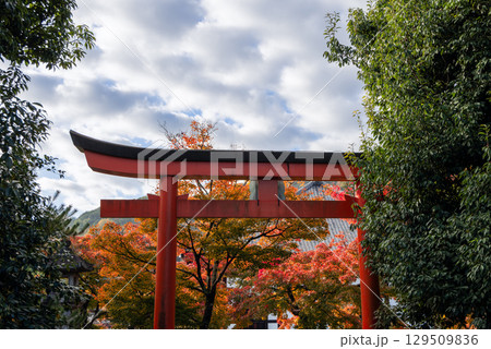 Framed by dense foliage and vibrant maple leaves a Shinto torii at Kyoto Hachimangu Shrine Framed by dense foliage and vibrant maple leaves a Shinto torii at Kyoto Hachimangu Shrine 129509836