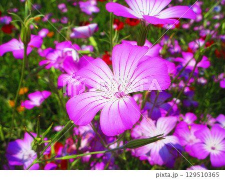 アグロステンマの満開の花の風景 129510365