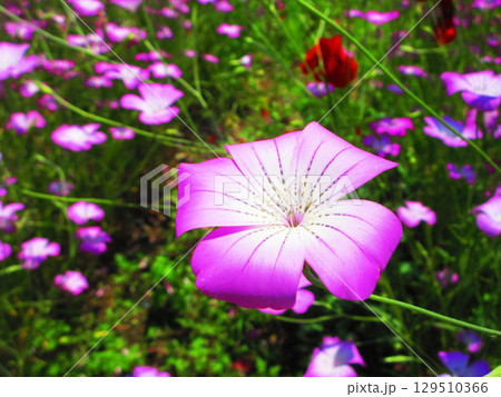 アグロステンマの満開の花の風景 アグロステンマの満開の花の風景 129510366