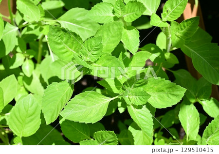 ホーリーバジル（シソ科）メボウキ属 129510415